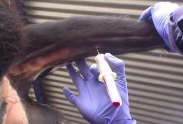 La toma de sangre se hace en diferentes partes de la res, dependiendo de lo que se vaya a examinar. Foto: youtube.com. hemoparásitos en ganado, diagnóstico de hemoparásitos en ganado, muestra de sangre en ganado, toma de sangre de ganado
