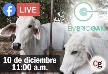 En el Facebook Live se abordará la segunda parte ABC del proyecto Embriogan, enfocado a cómo debe ser el cuidado de las receptoras, para que el proceso de preñez se haga efectivo. Foto: contextoganadero.com Ganadería, ganadería colombia, Ganadería colombiana, CONtexto ganadero, noticias ganaderas, noticias ganaderas colombia, embriogán, Genética Élite, facebook live contexto ganadero, ganaderos, ganaderos colombia