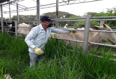 Se ha vacunado contra aftosa el 36,6 % del hato bovino del país, y contra la Brucelosis el 29,3 % de las hembras. Foto: Fedegán-FNG. Segundo ciclo, vacunación contra aftosa, Córdoba, Cesar, protección animal, vacunación contra Brucelosis, salud animal, hato bovino, predios, noticias de ganadería colombiana, CONtexto ganadero.