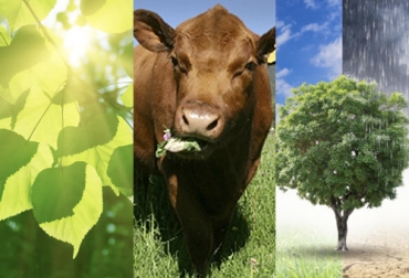 Gracias a la siembra de árboles y al proceso de fotosíntesis que ocurre en ellos, se logra la captura de CO₂ y así se aporta a que se tenga un mejor ambiente. Foto: concepto.de - Fedegán - universidadagricola.com Ganadería, ganadería colombia, Ganadería colombiana, CONtexto ganadero, noticias ganaderas, noticias ganaderas colombia, ganaderos colombia, contribucion fotosintesis cambio climatico, ganadera cambio climatico, Cambio climático, gases efecto invernadero, mitigación cambio climático