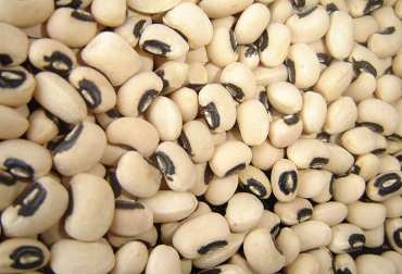 El frijol caupí fue uno de los sugeridos para elaborar el heno. Foto: Agencia de Noticias UN. ganadería, ganadería colombia, noticias ganaderas, noticias ganaderas colombia, contexto ganadero, fríjol caupí, fríjol cannavalia, campanita, kudzu, heno rico en nutrientes, proteína, calcio, fósforo, Edwin Castro Rincón, doctor en Ciencias-Producción Animal de la Universidad Nacional, leguminosas forrajeras, maíz,