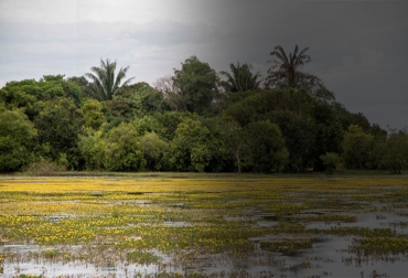 El ganado criollo se adaptó a las condiciones de sabanas inundables de la región. Foto: Rodrigo Durán Bahamón- Alianza para la Conservación de la Biodiversidad, el Territorio y la Cultura. Ganadería, ganadería colombia, noticias ganaderas, noticias ganaderas colombia, CONtexto ganadero, Ganado criollo, Razas criollas, razas criollas colombianas, sabanas inundables, sabana inundable arauca, ganadería arauca, Ganaderos de Arauca, Corporinoquía, universidad nacional