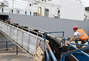 “Los animales van en el barco siempre muy cómodos y tienen a su disposición comida y agua de manera permanente”, dijo Miguel Dulcey. Foto: revistachacra.com.ar Para Irak zarpará otro barco con 19.000 bovinos, exportación de ganado, Irak, demanda, precios estables, mercado internacional, calidad de ganado, confianza en Colombia, sanidad animal, recuperar mercado, noticias de ganadería colombiana, CONtexto ganadero.