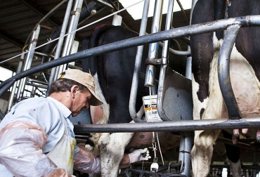 El estrés calórico afecta la producción láctea. Foto: laverdadonline.com. Ganadería, ganadería colombia, noticias ganaderas, noticias ganaderas colombia, CONtexto ganadero, leche, producción leche, método leche, universidad nacional, agencia de noticias UN, estrés, estrés en vacas, efectos del estrés en el ganado
