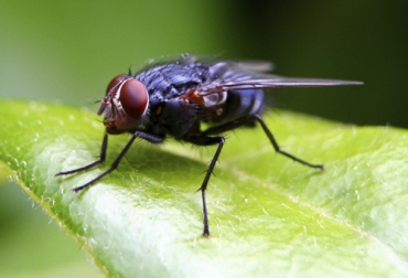 El manejo integrado de moscas en los Sistemas Silvopastoriles Intensivos, SSPi, es una alternativa eficiente y económica. Foto: © Joangomez | Stock Free Images manejo integral de la mosca, manejo integral de la mosca en SSPi, moscas en Sistemas Silvopastoriles Intensivos, control biológico de las moscas