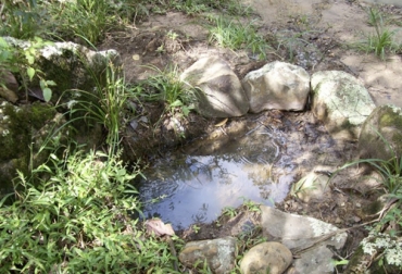 El nacedero o también llamado quiebrabarrigo se cosecha cuando tiene alrededor de 1,5 metros de altura, por lo tanto, este proceso se realiza con machete o con tijeras de poda a 1 metro de altura. Foto: mapio.net Ganadería, ganadería colombia, Ganadería colombiana, CONtexto ganadero, noticias ganaderas, noticias ganaderas colombia, nacedero, nacedero sistemas silvopastoriles, cosecha del nacedero, Banco de forraje, ganaderos, ganaderos colombia