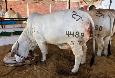 En el caso de las vacas de establo, que son animales de alto valor genético, muy delicados, desafortunadamente son las que tienen más complicaciones durante el parto. Foto: Cortesía. parto de una vaca de establo, complicaciones en el parto de la vaca, cuidados de la vaca durante el parto, Parto distócico