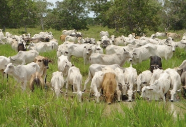 La reconversión ganadera es un sistema que genera riqueza y prosperidad para sus propietarios y para la comunidad, pues se hace una conservación constante de los recursos naturales. Foto: Fedegán ganaderia, ganaderia colombia, ganaderia colombiana, contexto ganadero, noticias ganaderas, noticias ganaderas colombia, reconversion ganadera, como hacer reconversion ganadera, sistema silvopastoril, costo sistema silvopastoril, ganaderos, ganaderos colombia