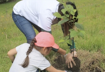 Para el proceso de siembra de árboles en los sistemas silvopastoriles, especialmente los intensivos, el productor debe evaluar muchos aspectos para que la plantación sea un éxito. Foto: humedalesbogota.com Ganadería, ganadería colombia, Ganadería colombiana, contexto ganadero. noticias ganaderas, noticias ganaderas colombia, siembra de árboles, árboles silvopastoriles, paso a paso siembra de arboles, ganaderos, ganaderos colombia