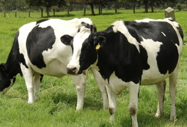 Los partos distócicos son poco frecuentes, pero en estos casos hay que tomar precauciones para facilitar la salida de la cría. Foto: razaholteinunefmcablodabajuro.blogspot.com Retraso parto vaca, retraso, parto, vacas, hembras bovinas, complicaciones, Inducción partos bovinos, inducción partos vacas, inducción partos bovinos recomendaciones, inducción partos bovinos consejos, inducción partos bovinos Colombia, mejoramiento genético colombia, complicaciones partos bovinos, complicaciones partos vacas, CONtexto ganadero, ganaderos colombia, noticias ganaderas colombia