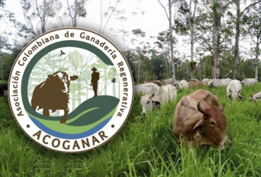 La ganadería regenerativa busca recuperar y conservar la naturaleza a través de la producción bovina. Foto: @acoganar - CEG Ganadería conservación, El Pajuil, Hacienda El Pajuil, recuperar naturaleza, conservar medio ambiente, rentabilidad en ganadería, eficiencia bovina, Asociación Colombiana de Ganadería Regenerativa, Acoganar, ganadería rentable y regenerativa, Ganadería regenerativa, ganadería, ganadería Colombia, CONtexto ganadero, ganaderos colombia, noticias ganaderas colombia
