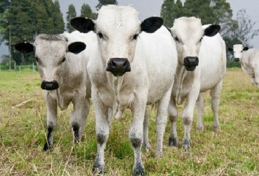 El ganado BON presenta características favorables para la producción de carne y leche en condiciones de pastoreo en ladera. Los animales en venta no son los de esta fotografía, que se utiliza para ilustrar la raza. Foto: Agrosavia. ganado Blanco Orejinegro, BON, Agrosavia, venta de hembras BON, características del BON, CONtexto ganadero, noticias ganaderas, noticias ganaderas de Colombia