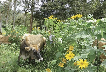 El botón de oro permite que la leche tenga una mejor calidad, pues los niveles de proteína y grasa aumentan en la vaca cuando consumen esta planta. Foto: zoovetesmipasion.com ganaderia, aganderia colombia, ganaderia colombiana, contexto ganadero, noticias ganaderas, noticias ganaderas colombia, boton de oro, boton de oro ganaderias lecheras, boton de oro aumento leche, boton de oro leche, produccion de leche, ganaderos, ganaderos colombia