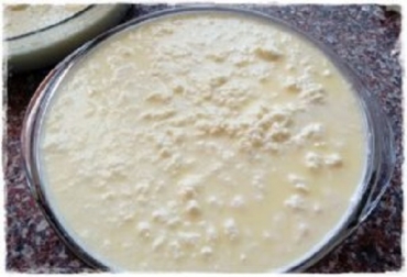 “Mientras algunos tumores crecieron hasta 10 veces, los que contenían el derivado de la lactoferricina del calostro, solo aumentaron dos veces su tamaño”, dijo Diana Alexandra Martínez. Foto: asisucede.com.mx Lactoferricina, proteína del calostro de la vaca, curaría el cáncer, cáncer oral, ataca células malignas, inhibe crecimiento de tumores, péptido LfcinB, pruebas con hámnteres vivos, estudio Universidad Nacional, noticias de ganadería colombiana, CONtexto ganadero.