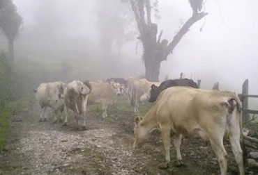 “Debemos pensar en los mencionados esquemas silvopastoriles no solamente para el mejoramiento de forrajes, sino de los suelos”, dijo Giovanni Pinilla. Foto: CONtexto ganadero. Silvopastoriles para mitigar heladas, mejoramiento de suelos, bajas temperaturas en la mañana, altas temperaturas al medio día, queman pastos, acaban palatabilidad, reserva de pastos, bovinos acostumbrados al pastoreo, heladas queman los pastos, escasez de forrajes, reducción de producción, noticias de ganadería colombiana, CONtexto ganadero.