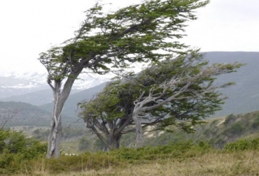 En las zonas susceptibles a vientos estacionales se requiere que los ganaderos hagan uso de barreras rompevientos que son formadas por árboles y arbustos que deben contener por lo menos tres alturas. Foto: monumental.co.cr Ganadería, ganadería colombia, Ganadería colombiana, CONtexto ganadero, noticias ganaderas, noticias ganaderas colombia, Vientos, fuertex vientos, temporada seca, Verano, prevención vientos, cuidado vientos, ganaderos, ganaderos colombia