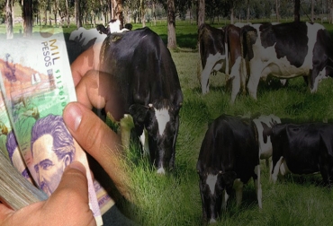 Es necesario que el ganadero conozca cada uno de los costos de producción, pues al no hacerlo se limita la rentabilidad de la empresa ganadera. Foto: elplaneta.co - Fedegán ganadería, ganadería Colombia, ganadería colombiana, CONtexto ganadero, noticias ganaderas, noticias ganaderas Colombia, costos ganadería, reducir costos, reducir costos ganadería, empresa ganadera, costos producción, ganadería y costos, leche, carne, ganaderos, ganaderos Colombia