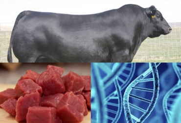 La calidad de la carne depende en gran medida de la genética del animal, especialmente los genes que codifican ciertas proteínas para determinar la terneza y el marmoreo. Foto: ganaderia.com - Fedegán - laverdad.es Genes relacionados con características de importancia económica, calidad de la carne, hormonas carne vaca, sustancias promotoras calidad carne, calidad carne vaca, carne bovinos, terneza carne, hormonas de la carne, genes carne, Genética bovina, CONtexto ganadero, ganadería colombia, noticias ganaderas colombia