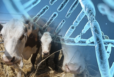 La genómica permitirá identificar genes asociados a productividad, salud o bienestar, beneficiando la producción pecuaria. Foto: ganadosycarnes.com - bmeditores.mx Genómica ganadería, genoma del ganado, identificación genoma, genes de los bovinos, genes vacas, genómica vacas, genómica ganadería Colombia, Genética Cebú, mejoramiento genético en bovinos, potencial genético de bovinos, plataforma de Asocebú, plan de apareamiento bovino, progreso genético bovino, CONtexto ganadero, ganaderos Colombia, noticias ganaderas Colombia, ganadería, ganadería Colombia