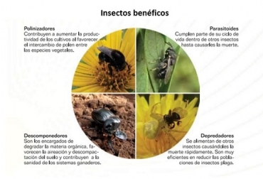 Los SSP tienen un alto valor para la conservación de la fauna y la flora nativa, la protección de las fuentes de agua y la rehabilitación de suelos en las fincas ganaderas. Foto: GCS insectos benéficos en ganadería, insectos plaga en ganadería, manejo de insectos en la finca, control de insectos en la finca ganadera, noticias ganaderas de Colombia, CONtexto ganadero, Ganadería Colombiana Sostenible