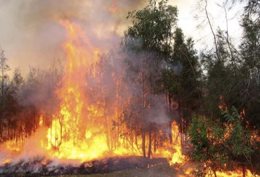 Es importante evitar la generación de quemas en las fincas, pues estas se propagan rápidamente debido al viento y resulta bastante difícil controlarlos y extinguirlos, lo que trae consecuencias irreparables para las tierras. Foto: panoramadelsanjorge.com.co ganaderia, ganaderia colombia, ganaderia colombiana, contexto ganadero, noticias ganaderas, noticias ganaderas colombia, incendios forestales, alerta roja ideam, fuertes vientos, quemas en fincas, quemas, evite quemas, verano, altas temperaturas, ganaderos, prevenir incendios, ganaderos colombia