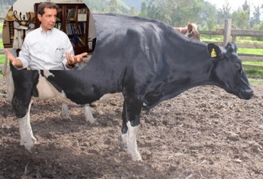 Según el ICA de 218 muestras, solo dos tuvieron presencia de boldenona. Foto: La Nación - ICA. bovinos se producen al pastoreo, alimentación natural, no uso de Boldenona, anabólico, soluciona pérdidas de peso, uso en bovinos, muestras en plantas de beneficio, producto regulado, polémica en deportistas, Robert Farah, noticias de ganadería colombiana, CONtexto ganadero.