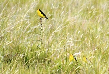 Cuando los fragmentos de bosques están rodeados por potreros exclusivamente, muchas aves se quedan ahí porque muy pocas tienen la capacidad de salir y volar a través de un potrero. Foto: alianzadelpastizal.org Ganadería, ganadería colombia, Ganadería colombiana, CONtexto ganadero, noticias ganaderas, noticias ganaderas colombia, aves, monitoreo de aves, biodiversidad, cuidado de aves, captura de aves, Sistemas silvopastoriles, cercas vivas, ganaderos, ganaderos colombia