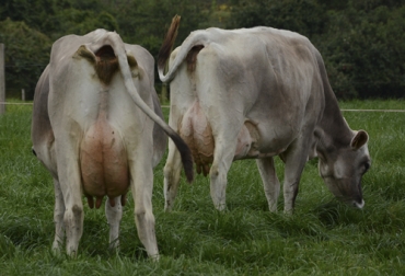 La leche de la raza Pardo Suizo tiene 6 diferentes tipos de proteínas, relacionadas con un mejor consumo y facilidad para la transformación en derivados. Foto: Asopardo Características leche Pardo Suizo Braunvieh, pardo suizo Colombia, Propiedades leche Pardo Suizo, leche Pardo Suizo, Asopardo, pardo suizo, Braunvieh, actividades de Asopardo, Asociación Colombiana de Criadores de Ganado Pardo Suizo & Braunvieh, curso teórico práctico, derivados lácteos, preparación de quesos, Universidad Agraria de Colombia, cursos Asopardo, CONtexto ganadero, ganaderos colombia, noticias ganaderas colombia