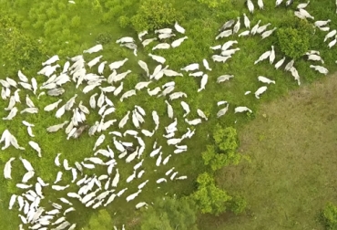 Dado que el PUAD requiere de menos insumos ni mano de obra para manejar un gran número de animales, no requiere tantos gastos. Foto: TVGAN Pastoreo ultra alta densidad, pastoreo ultra alta densidad colombia, recomendaciones pastoreo ultra alta densidad, pastoreo ultra alta densidad diluir costos, diluir costos ganadería, Ganado eficiente en pasto, alimentación de pasto al ganado, vacas pasto, bovinos pasto, rendimiento ganado pasto, productividad bovina, eficiencia bovina, consumo de alimento, mejoramiento genético, manejo animal, CONtexto ganadero, ganaderos colombia, noticias ganaderas Colombia