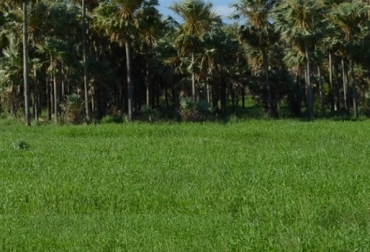 “Existe un número significativo de forrajeras tropicales de distintas características adaptadas a los diferentes ambientes de la región”, afirma Fernando Nenning –especialista en pasturas megatérmicas del INTA Formosa–. Foto: INTA Pasturas, pasturas megatérmicas, especies plásticas, poder de adaptación, tolerancia a bajas temperaturas, sequías o excesos hídricos, Una especie para cada ambiente, Grama rhodes (Chloris gayana), cultivares diploides, Katambora, Finecut y Reclaimer, tetraploides, Callide, épica, INTA-Peman, suelos arcillosos de baja fertilidad, Dicantio erecto (Dichanthium aristatum), suelos de textura media a pesada o arcillosos, Dicantio rastrero (Dichanthium caricosum) Pasto tangola – Braquiaria híbrida, Tangola, Tango