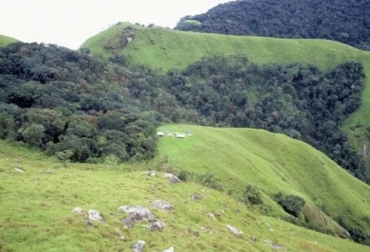 La regeneración natural se obtiene permitiendo el desarrollo controlado de diferentes especies arbóreas o arbustivas que aparecen en los potreros, sin que hayan sido sembradas por el hombre. Foto: forestsnews.cifor.org Ganadería, ganadería colombia, Ganadería colombiana, CONtexto ganadero, noticias ganaderas, noticias ganaderas colombia, regeneración natural, especies regeneracion natural, proceso regeneracion natural, cuidados regeneracion natural, ganaderos, ganaderos colombia
