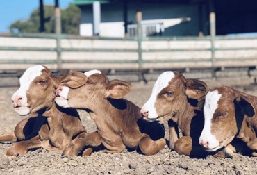 os espacios de alojamiento de estos animales deben cumplir con estos requisitos como normal general como ventilación, higiene, tamaño. Foto: infocampo.com.ar Ganadería, ganadería colombia, Ganadería colombiana, CONtexto ganadero, noticias ganaderas, noticias ganaderas colombia, recien nacidos, espacio recien nacidos, alojamiento recien nacidos, Terneros, cuidados terneros, primer mes terneros, holstein, jersey, ganaderos, ganaderos colombia