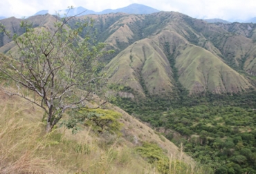 El proyecto se debe a la recuperación de 16 mil 789 hectáreas (ha) tras inundar 4.140 para desarrollar el embalse. Foto: Universidad Nacional sede Medellín. Ganadería, ganadería colombia, noticias ganaderas, noticias ganaderas colombia, CONtexto ganadero, Departamento de Ciencias Forestales de la Facultad de Ciencias Agrarias de la Universidad Nacional sede Medellín, arbustos, hierbas, epífitas y plantas trepadoras, Flavio Moreno Hurtado, almácigo, ceiba tronadora, ciruelo hobo, indio desnudo, noro, Proyecto Hidroeléctrico Ituango de EPM, bosque seco tropical