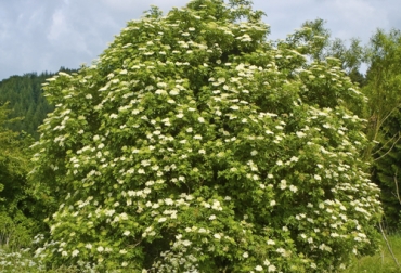 El sauco se destaca por su resistencia a las heladas y su rápido rebrote, por lo que puede ser usado en un SSP en clima frío. Foto: wikipedia.org Sauco, Sambucus nigra, Sauco ganadería, Tilo en predios ganaderos, sauco en sistemas silvopastoriles, sauco cercas vivas, sauco alimento para el ganado, sauco en Colombia, sauco ganadería Colombia, ventajas del sauco, beneficios sauco, sistemas silvopastoriles en clima frío, CONtexto ganadero, ganaderos Colombia, noticias ganaderas Colombia