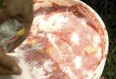 Cuando se tiene el silo salino terminado, este puede ser suministro de los animales a partir de los 15 días, sin embargo se puede conservar hasta los 4 o 6 meses. Foto: ganaderiacolombianasostenible.co Ganadería, ganadería colombia, Ganadería colombiana, CONtexto ganadero, noticias ganaderas, noticias ganaderas colombia, silo salino, silo frutos, frutas, almacenamiento de alimentos, ganaderos, ganaderos colombia, almacenamiento comida, comida ganado