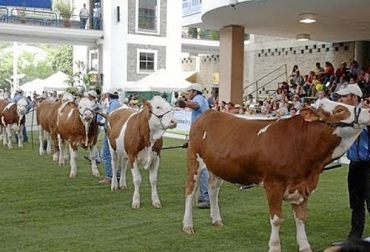La diferencia más significativa que tienen los ganados de primera y de segunda es la raza y su vocación para producir carne. Foto: Youtube.com - TvAgro Ganadería, ganadería colombia, Ganadería colombiana, CONtexto ganadero, noticias ganaderas, noticias ganaderas colombia, subastas, ganado de primera, ganado de segunda, diferencuas ganado de primera y segunda, comercialización de ganado, vocación de carne, ganaderos, comercialización ganados, ganaderos colombia
