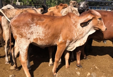 El trabajo mancomunado entre los ganaderos, el Ministerio de Agricultura, el ICA, Fedegán y el compromiso de las organizaciones ganaderas, permite avanzar en la recuperación del estatus sanitario como país libre de fiebre aftosa con vacunación.Foto: Cortesía Eduardo Orozco M Colombia, fiebre aftosa, vacunación contra la fiebre aftosa, vacunación contra la fiebre aftosa II ciclo de 2019, vacunación contra la aftosa, ICA, Minagricultuta, RUV, Registro Único de Vacunación, Fedegán, Fedegán-Fondo Nacional del Ganado, ganaderos en Colombia, aftosa, lucha contra la aftosa, Ciclos de Vacunación, cobertura de vacunación 2019, bovinos, bufalinos, CONtexto ganadero, noticias ganaderas, noticias ganaderas de Colombia