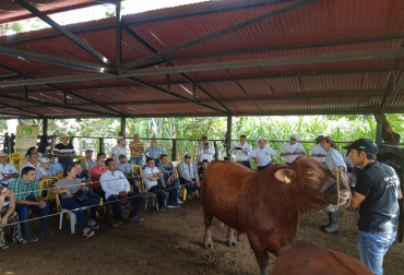 Un centenar de ganaderos participaron de la jornada técnica organizada por Fedegán-FNG, Agrosavia y el Comité de Ganaderos del Huila. Embriogán, mejoramiento genético, Fedegán, Fondo Nacional del Ganado, FNG, Huila, Comité de Ganaderos del Huila, Hernando Barahona, Nátaga, La Plata, Gigante