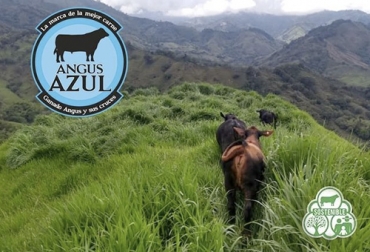 Con el programa Angus Azul Sostenible busca formalizar la cadena productiva y asegurar la proveeduría desde zonas y ganaderías que se unan a la no deforestación. Foto: picuki.com ganadería, ganadería colombia, ganadería colombiana, contexto ganadero, noticias ganaderas, noticias ganaderas colombia, angus azul, angus azul sostenible, programa sostenible angus azul, ganaderos sostenible, sostenibilidad, ganaderos, ganaderos colombia