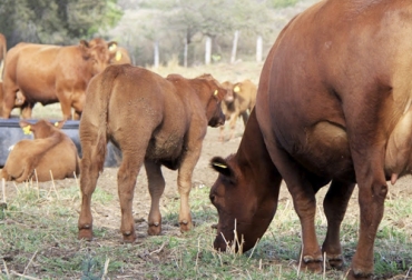 El Angus rojo es una raza europea que se puede introducir en clima cálido. Foto: Panorama Agropecuario Riesgos introducir nueva raza, adaptar nueva raza, adaptar vacas, movilizar bovinos, movilizar ganado, nueva raza, raza local, introducir una raza alternativa en la finca, llegada de bovinos, arribo de bovinos, transporte de bovinos, cuidados a la hora de cambiar el ganado de predio, manejo ganado, desembarque ganado, manejo de bovinos, ganadería, ganadería Colombia, CONtexto ganadero, ganaderos Colombia, noticias ganaderas Colombia
