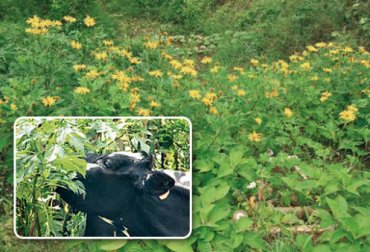 Con el botón de oro se obtiene menos fibra, pues cuando las vacas lo comen producen mejor leche. Foto: bovino_comiendo_boton_oro.png: Fedegán ganadería, ganadería colombia, ganadería colombiana, contexto ganadero, noticias ganadera, noticias ganaderas colombia, boton de oro, notoón de oro, bondades botón de oro, botón de oro alimento ganado, botón de oro reduccion gases efecto invernadero, gases efecto invernadero, cambio climático, mitigación cambio climático, ganaderia colombiana sostenible, ganaderos sostenibles, dietas sostenibles, ganaderos, ganaderos colombia
