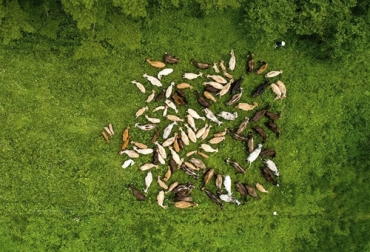 De acuerdo con el médico veterinario, la búsqueda de productividad por hectárea genera mayor rentabilidad. Foto: estepais.com Rendimiento por hectárea, vacas pastoreo hectárea, rendimiento individual, productividad por hectárea, Ganado eficiente en pasto, alimentación de pasto al ganado, vacas pasto, bovinos pasto, rendimiento ganado pasto, productividad bovina, eficiencia bovina, consumo de alimento, manejo animal, CONtexto ganadero, ganaderos colombia, noticias ganaderas Colombia