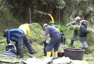 El ensilaje es la fermentación de los carbohidratos solubles del grano o del forraje por medio de bacterias que producen ácido láctico en condiciones anaeróbicas. Foto: Youtube.com/transferencia tecnologica Ganadería, ganadería colombia, Ganadería colombiana, CONtexto ganadero, noticias ganaderas, noticias ganaderas colombia, Silo, ensilaje, proceso de ensilaje, elaboración de ensilaje, aspectos claves ensilaje, recomendaciones ensilaje, ganaderos, ganaderos colombia, putrefacción ensilaje, fermentación ensilaje
