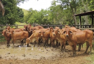 El desconocimiento ambiental y de genética es uno de los errores más frecuentes en temas reproductivos. Foto: ventadeganado.com Ganadería, ganadería colombia, gaandería colombiana, CONtexto ganadero, noticias ganaderas, noticias ganaderas colombia, errores reproductivos, reproducción vaca, vaca, destete vaca, reproductividad vaca, nutrición vaca, condiciones ambientales, Genética, ganaderos, ganaderos colombia