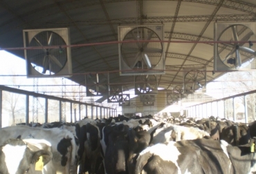El uso de ventiladores de baja presión son de gran ayuda en épocas de altas temperaturas. Foto: pugnalitambo.com.ar. ganadería, ganadería colombia, noticias ganaderas, noticias ganaderas colombia, contexto ganadero, estrés, estrés calórico, estrés en bovinos, medir estrés en bovinos, inia, inia uruguay, verano, verano colombia,
