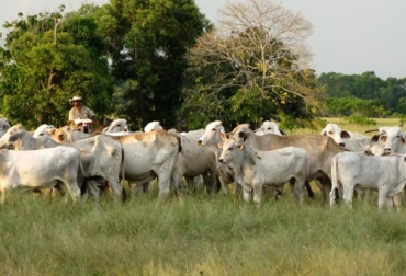 La falta de asesoría es uno de los errores más comunes que cometn los ganaderos al iniciar el negocio. oto: Fedegán Ganadería, ganadería colombia, Ganadería colombiana, CONtexto ganadero, noticias ganaderas, noticias ganaderas colombia, negocio ganadero, errores ganaderos, errores frecuentes ganadería, asesorias ganaderas, empresa ganaderas, relaciones ganaderas, nuevos ganaderos, ganaderos colombia, ganaderos