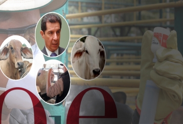 El esfuerzo de los ganaderos, vacunadores, gremio e instituciones públicas, llevó a que Colombia recuperara su estatus sanitario. Foto: Fedegán - ica.gov.co - semanariolacalle.com - oie.int. ganadería, ganadería colombia, noticias ganaderas, noticias ganaderas colombia, contexto ganadero, estatus sanitario, colombia libre de aftosa, aftosa, fiebre aftosa, fedegán, fng, oie, ica, ica colombia, ministerio de agricultura, andrés valencia pinzón, exportaciones, exportaciones de carne, carne colombiana, mercados internacionales, mercados de la carne colombiana, aftosa,