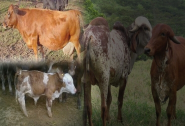 El enanismo es uno de los defectos hereditarios que aquejan al ganado vacuno y que pueden derivar en un grave problema en el hato si no se tratan a tiempo. Foto: Youtube.com/kathezr - engormix.com Defectos hereditarios en bovinos, prevención de defectos congénitos, Malformaciones congénitas en bovinos, enfermedades congénitas en bovinos, malformaciones en vacas, malformaciones en bovinos Colombia, CONtexto ganadero, ganaderos colombia, noticias ganaderas colombia