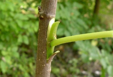 Para estos injertos frutales se necesita primero una rama que sea del doble en tamaño que la que se va a insertar, además una de las condiciones para hacerlo es que esta sea recta y tenga parecido con la rama del injerto. Foto: pisos.com Ganadería, ganadería colombia, Ganadería colombiana, CONtexto ganadero, noticias ganaderas, noticias ganaderas colombia, injertos frutales, paso a paso injertos frutales, beneficios injertos frutales, cómo hacer un injerto frutal, injertu frutal, ganaderos, ganaderos colombia