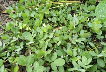 Utilice el maní forrajero para alimentar al ganado en clima cálido Maní forrajero, maní forrajero bovinos, arachis pintoi, arachis pintoi Colombia, maní forrajero Colombia, bancos forrajeros, bancos mixtos de forraje, alimento para el ganado, alternativas de alimentación para el ganado, alimentación bovinos, alimentación vacas, nutrición ganado, CONtexto ganadero, ganaderos Colombia, noticias ganaderas Colombia